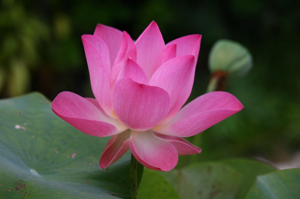 3 Dot Tattoo Meaning