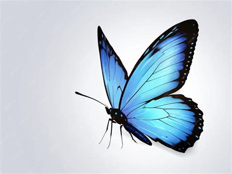 A Drawing Of A Butterfly That Is Drawn In Blue Ink On White Paper With A Drawing Of A Butterfly That Is Drawn In Blue Ink On White Paper With
