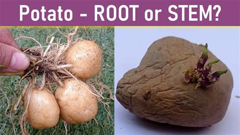Are Potatos Root A Grain? Potato Myths Debunked