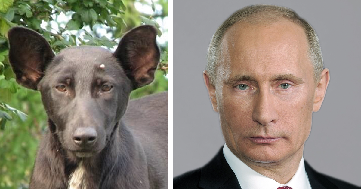 Celebrities That Look Like Animals