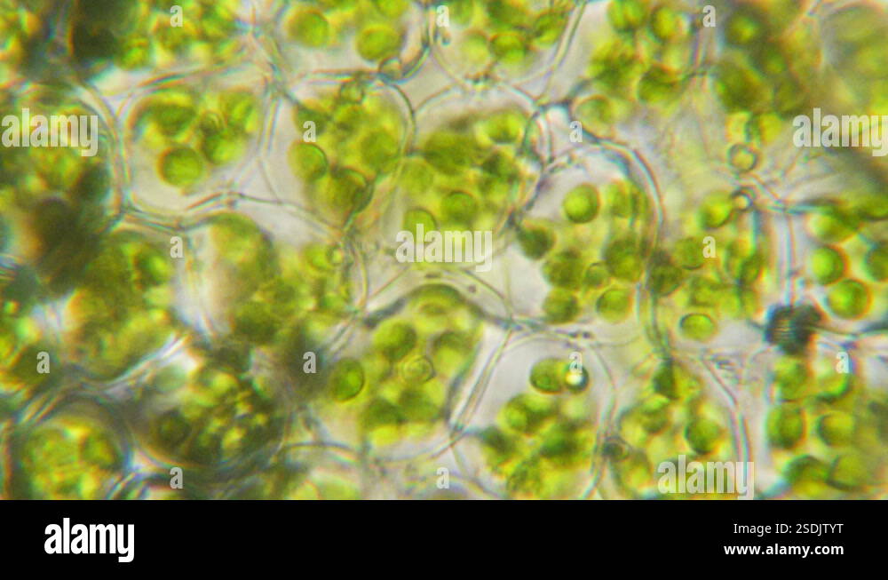 Chloroplast Under Microscope Cell Division Cell
