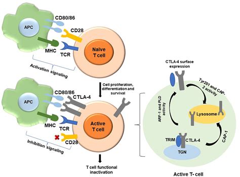 Ctla 4 Disease: A Definitive Guide To Understanding And Treatment