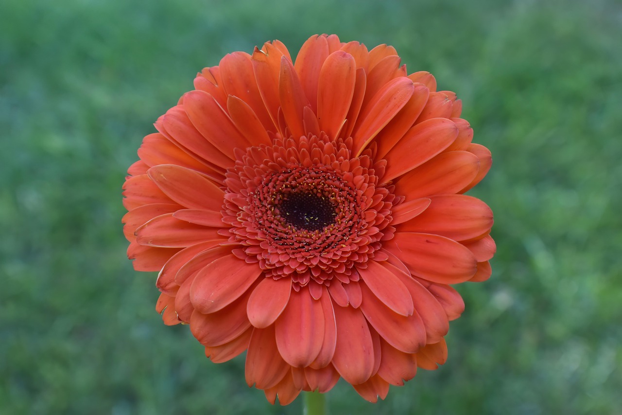 Daisy Flower Teddy Bear Gerbera Daisy New Photo Beautiful Flower