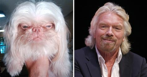 Dogs That Look Like Something Else Bored Panda