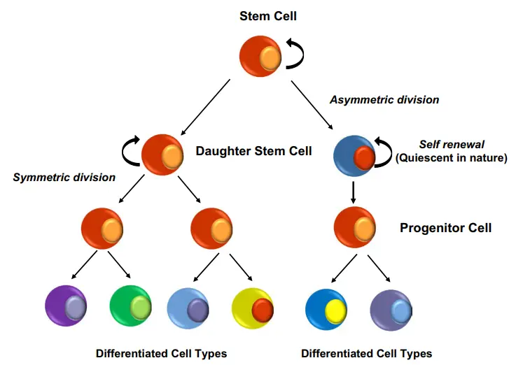 Eclosion Muscles Secrete Ecdysteroids To Initiate Asymmetric Intestinal Stem Cell Division In Drosophila Developmental Cell