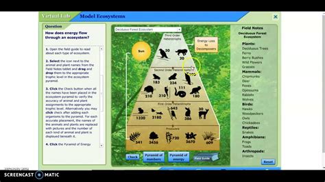 Lab Model Ecosystems Explained Youtube