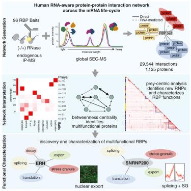 Large Scale Map Of Rna Binding Protein Interactomes Across The Mrna Life Cycle Sciencedirect