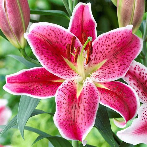 Lilies How To Plant Grow And Care For Lily Flowers The Old Farmer Amp 39 S Almanac Lilies How To Plant Grow And Care For Lily Flowers The Old Farmer Amp 39 S Almanac