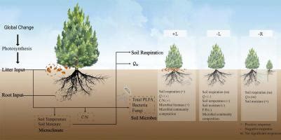 Litter Inputs Exert Greater Influence Over Soil Respiration And Its Temperature Sensitivity Than Roots In A Coniferous Forest In North South Transition Zone Sciencedirect