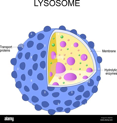 Lysosome In Animal Cell Clipart: A Tiny Tale Of Cell Biology