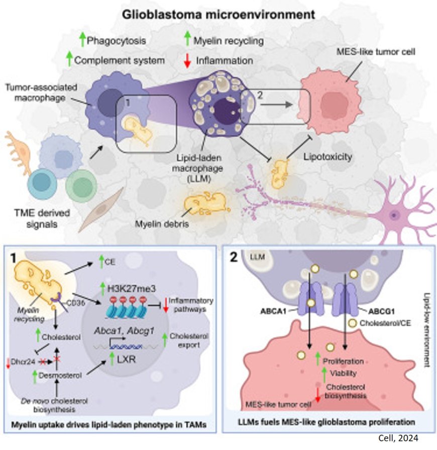 Macrophage Mediated Myelin Recycling Fuels Brain Cancer Malignancy Cell Macrophage Mediated Myelin Recycling Fuels Brain Cancer Malignancy Cell