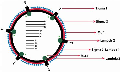 Mammalian Orthoreovirus Σns: Structure And Role In Infection