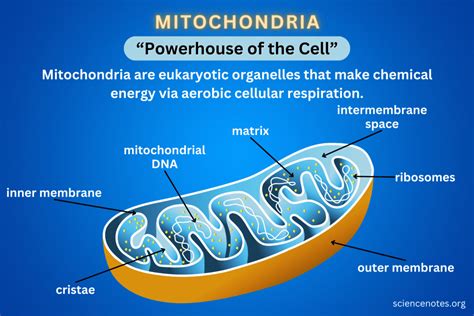 75% Recall Boost Mitochondria How To Remember With Spaced Practice