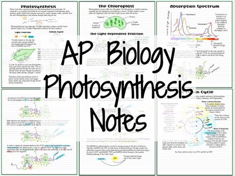 Quickly Master Nuerology Ap Bio With These Study Hacks