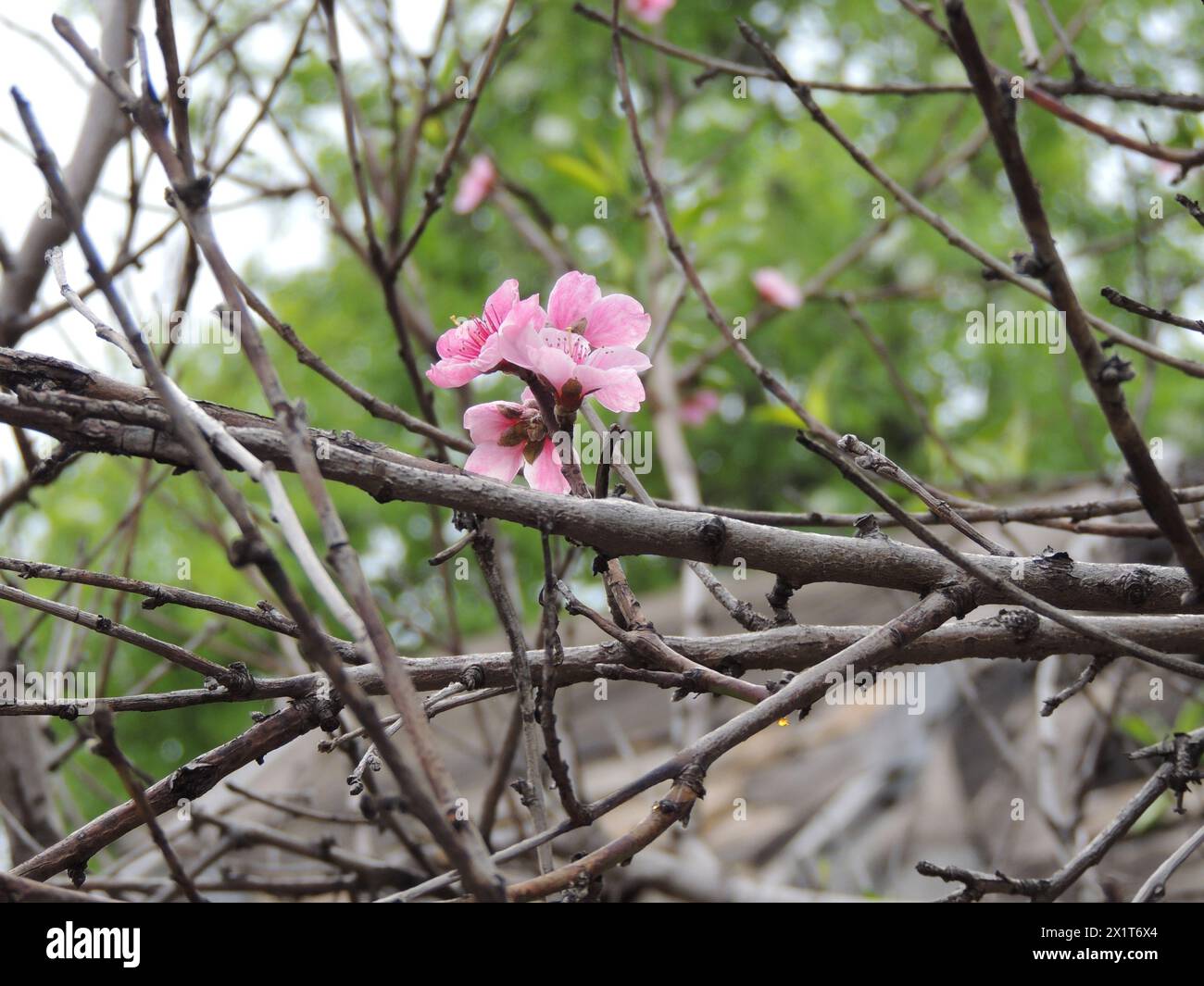 Peach Tree Blossom Tattoo Peach Tree Blossom Tattoo