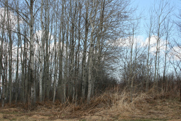 Post Glacial Biogeography Of Trembling Aspen Inferred From Habitat Models And Genetic Variance In Quantitative Traits Scientific Reports Post Glacial Biogeography Of Trembling Aspen Inferred From Habitat Models And Genetic Variance In Quantitative Traits Scientific Reports
