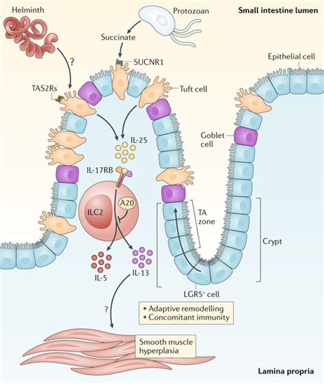 Regulation Of Immune Responses By Tuft Cells Nature Reviews Immunology Regulation Of Immune Responses By Tuft Cells Nature Reviews Immunology