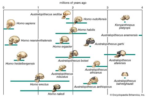Review The Different Adaptive Trajectories In Neanderthals And Homo Sapiens And Their Implications For Contemporary Human Physiological Variation Sciencedirect