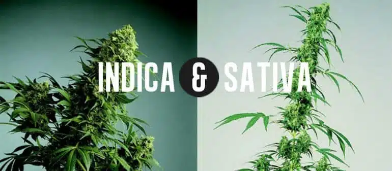 Sativa Vs Indica Chart Sativa Vs Indica Chart