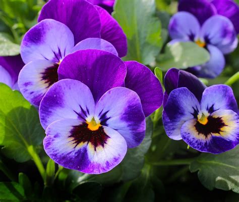 Violet Flower Pansy Violet Flower On The Earth 24736