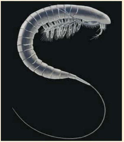 What Is Cephalocarida: A Tiny Blueprint Of Crustacean Life